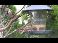 Lots of food for the sparrows