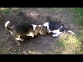 Dlaczego kochamy beagle? Why do we love beagles?