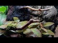 10 Minutes #Relaxing #WithMe.  A Waterfall in a Paludarium...