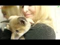 SO YOU WANT A WILD PET FOX? - Should you tame a Red Fox puppy?