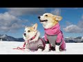 雪の広場で遊ぶコーギー  Corgi playing in a snow square.