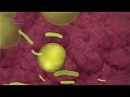 Malaria Lifecycle -- no narration (2016) by Drew Berry wehi.tv