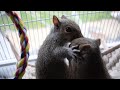 Apollo and Mischief: Baby gray Squirrel rescue.