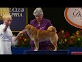 National Dog Show 2023: Non-Sporting Group (Full Judging) | NBC Sports