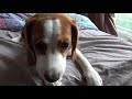 Cute beagle puppy barking and crying for attention