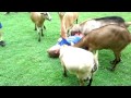 Real Life Farm Counselor Skit 2014 - Rise of the Planet of the Goats
