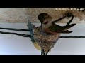Watch Hummingbird Build Nest: 3 Weeks' Work in 4 Minutes