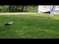 Storch herum Pancharevo-See /Stork around Lake Pancharevo Bulgaria