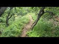 The One Where I Got Lost! - Oregon Wildflower Walk - No Talk, No Music, Just Nature. 4K Virtual Hike