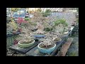 100+ Photos from Omiya Bonsai Village & Museum!🌲