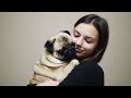 The History of The Pug Dog Breed