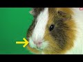 Guinea Pigs Body Language and Behaviors Explained