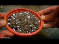 How to make a Well Draining Potting Mix for Plants? (7 Soil Amendments*)