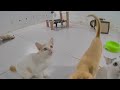 😸 Pets Being Silly: A Compilation of Laughs 😅🙀 Best Funny Animal Videos 🤣