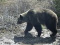 Rocky Mountain Bear 2