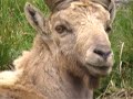 clip bouquetins au col de la colombière