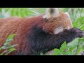 Discover the tranquil world of Red Panda Bears through relaxing music