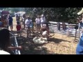 Sheep Shearing - Metchosin Fair