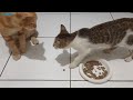 akhirnya kucing kecil ini kasih semua makanan nya ke si oyen