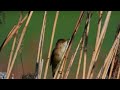 Common reed warbler Rørsanger Тростниковая камышовка Rousserolle effarvatte Teichrohrsänger #p1000