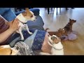 5 Chihuahuas howling!