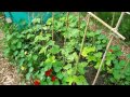 Doug's Allotment - July 7th -  Allotment update - Nasturtiums and Cucumbers