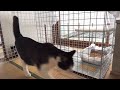 【全て100円ショップで購入】セリアの材料で簡単な猫ケージを作る！　#猫ケージDIY