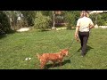 Hundetraining ► Anti Giftköder Training ► Wie Dein Hund Giftköder & Co. liegen lässt!