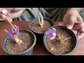 Saffron blooms | Saffron, the most expensive spice | Zafran kay phool | Kesar kay phool