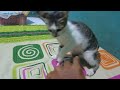 begitu lucunya kalau anak kucing lagi bercanda#kucinglovers #kucingjalanan #rescuekucing