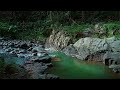 Forest Stream Relaxing Sounds Calming Soul, Reduce Stress, Goodbye Insomnia