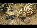 Gila Monster has white claws