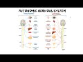 EASY TO UNDERSTAND | Introduction to Nervous System