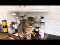 Hungry Savannah Cat