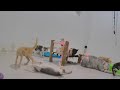 So Funny! Funniest Cats and Dogs 2024 🐶 Funny Animal Moments 🤣