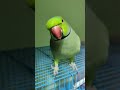 Parrot talking video mitthu mitthu🦜🐦