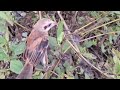 Baby birds hatch from eggs that fall from the nest