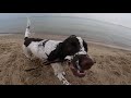 English Springer Spaniel Enzo II Only You And Me II Cinematic Video