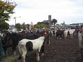 Balinasloe horse fair