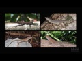 The Phylogenetic Tree of Anole Lizards — HHMI BioInteractive Video