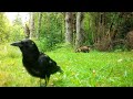 Corvids & Critters...and a Woodpecker Too