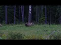 Bears near the Brazeau Dam (Elk River Road)