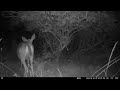 Raccoons Watching Deer Pick Plums