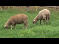 Von Wölfen und Lämmern - das Herdenschutzhundzentrum Reetzerhütten