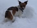 Bodhi digging in the snow