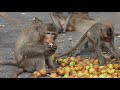 Hunt or Prey | Thailand's Wild Side - Part 1 | Free Documentary Nature
