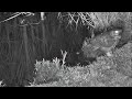 Great Horned Owl Visits the Pond for a Drink!