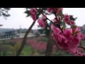 小川町　西光寺〜大内沢　花桃の郷　満開の花桃とミツバツツジ