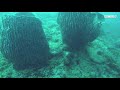 We Got Caught in a Downcurrent - PANIC (Sipadan, Island) | Diving Malaysia | MayenTV