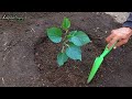 How to Plant Mulberry